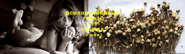 стаф Елизово